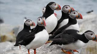 Bold Coast Puffins Tour Maine to Machias Seal Island [upl. by Sauls912]