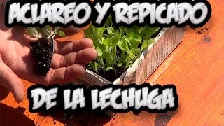 Cultivo De La Lechuga  Aclareo Y Repicado  La Huertina De Toni [upl. by Ahsienot]