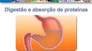 Curso de Bioquimica Digestão e absorção de proteínas [upl. by Atalie]