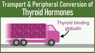 SECRETS of Transport and Peripheral Conversion of Thyroid Hormones THAT VERY FEW KNOWS [upl. by Ainoyek]