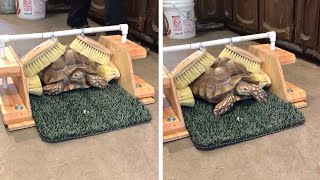 Tortoise Adorable Shuffle In Cleaning Station [upl. by Hutchins61]