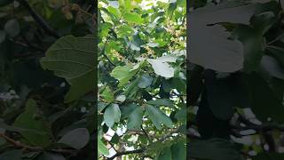 fruit show microcos tomentosa shortvideo PouTeary [upl. by Rochkind85]