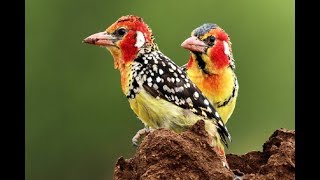 Most Beautiful Red and Yellow Barbet African Birds 45 Red and Yellow Barbet Birds In The World 45 [upl. by Magdala]