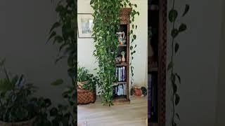 Long Vine Pothos Cuttings From My 16 Golden Pothos [upl. by Eulaliah354]