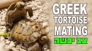 צב יבשה מצוי חיזור וזיווג Greek Tortoise Mating Testudo graeca terrestris [upl. by Ssitruc]