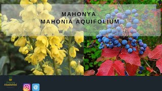 Mahonya Bakımı Nasıl Yapılır  Mahonia aquıfolıum Saksı Değişimi [upl. by Tisha]