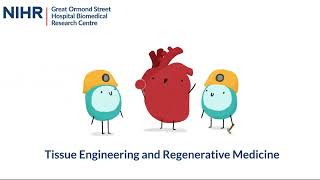 Tissue Engineering and Regenerative Medicine  NIHR GOSH BRC Research Theme [upl. by Arnulfo467]