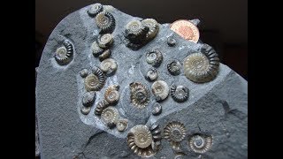 My fossil finds from the Jurassic CoastDorset [upl. by Blatt887]