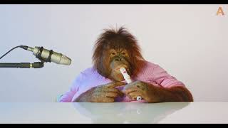 Animalias Orangutan Rambo is a musical genius ASMR 1 Hour [upl. by Ikkim]