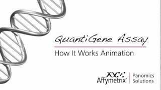 QuantiGene 20 How it Works  Animation [upl. by Ettezus113]