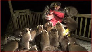 Mobbed by Raccoons 25 Tuesday Night 03 Nov 2020 [upl. by Llewen]