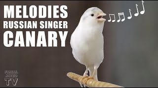 Canary Singing Birds sounds  Melodies Russian Canary Bird Sounds  Training Video [upl. by Kendyl]