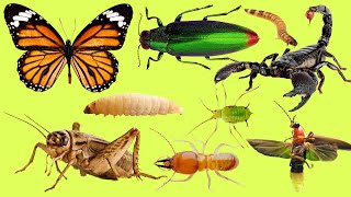 Learn Name and Sounds of Insects for Kids Teach Insects in English [upl. by Boffa]