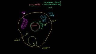 Organelle overview [upl. by Enimasaj]