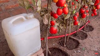 Como hacer riego por goteo por gravedad y automático para tomates fructíferos y abundantes [upl. by Mccormac]