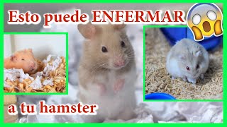 Qué sustrato usar para mi HAMSTER Cuales son los sustratos aptos y NO aptos para hamsters [upl. by Naaitsirhc]