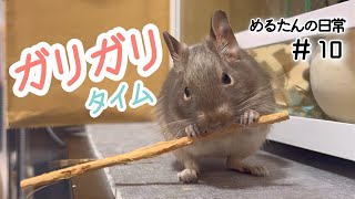 部屋んぽ中もガリガリしたい【デグーの日常10】／デグーのめるたん Merutan is a degu [upl. by Uttasta]