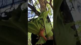 Staghorn Fern fypage plantlove fypyoutube fypシ゚viral gatdening planting weloveplants [upl. by Niarbo]