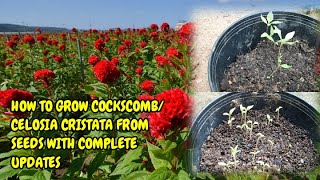 HOW TO GROW COCKSCOMBCELOSIA CRISTATA FROM SEEDS WITH FULL UPDATES [upl. by Nelehyram]