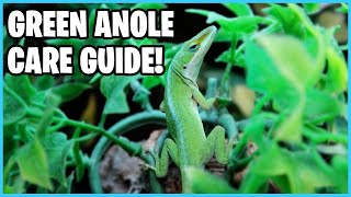 How to take Care of Green Anoles Green Anole Care Guide [upl. by Quintessa]