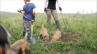 Border terrier and lurcher team rat catching [upl. by Mallis]