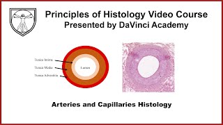 Arteries and Capillaries Histology Cardiovascular Histology 1 of 4 [upl. by Milka]