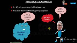 PHOTOREACTIVATION  LIGHT DEPENDENT DNA REPAIR MECHANISM [upl. by Einad]