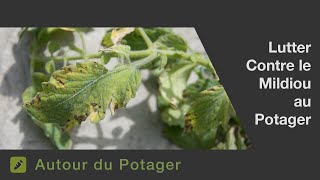 Les remèdes pour lutter contre le mildiou des tomates [upl. by Beverie991]