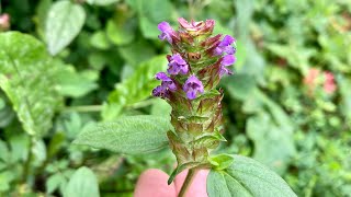 Hedge Woundwort and Self￼ HealTwo Medicinal￼ Plants from the￼ Mint Family￼￼ [upl. by Anaejer]