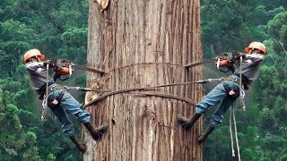 Dangerous Huge Trees Felling With Chainsaw Machines  Fastest Tree Cutting Down Skills [upl. by Artapoelc]