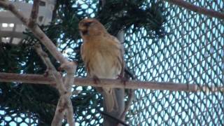 Male Redpoll Singing [upl. by Amaerd]