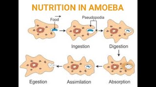 NUTRITION IN AMOEBA AND PARAMECIUMHOLOZOIC NUTRITION WITH EXCBSECLASS 10CHAPTER 6LIFE PROCESSES [upl. by Athalee]