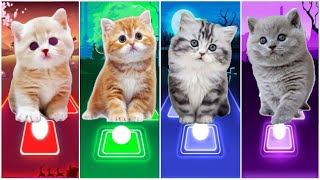 CUTE CAT WEDNESDAY LADY GAGA BLOODY MARY😸BLACKPINK LISA MONEY😸JISOO FLOWER😸CAT IMAGINE DRAGONS [upl. by Gleeson]