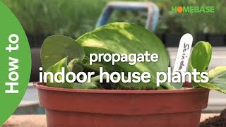 How To Propagate Indoor House Plants  Indoor Plants  Homebase [upl. by Nilekcaj]