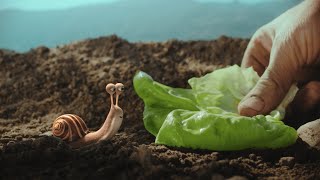 Migros Frischemarkt Bug Commercial  Talking Snail [upl. by Lirret]