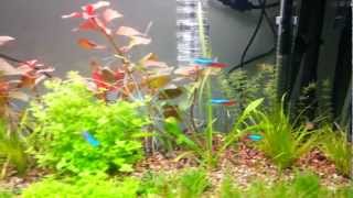 Aquarium planté 100L 3 semaines  planted tank 3 weeksmp4 [upl. by Crysta]