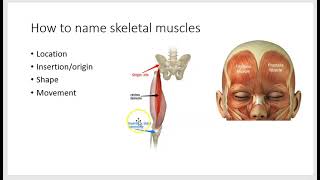 How to name muscles [upl. by Elaynad560]