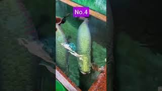 සුපිරිම රාක්ෂ මාලු 5 ක් Top 5 Monster fish [upl. by Ateloiv60]