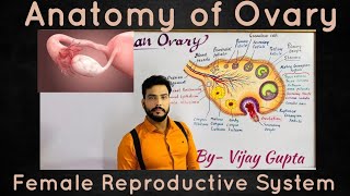 Anatomy of Human Ovary मानव अंडाशय की आंतरिक संरचना structure amp development of follicles [upl. by Francklyn153]