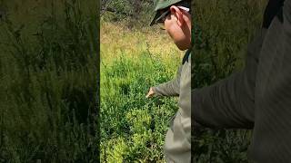 Wild edibles survivalskills survival surviving thistle [upl. by Rhetta]