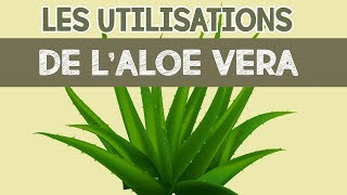 Les utilisations du gel daloe vera pour le visage les cheveux et le bienêtre [upl. by Kcirdec852]