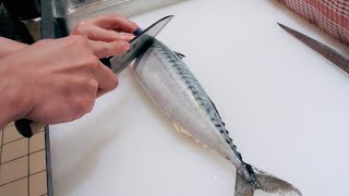 GRAPHIC  How to fillet a fish  Mackerel  Japanese technique  サバのさばき方 [upl. by Buddie]