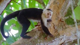 Capuchin Monkeys  Wild Caribbean  BBC Earth [upl. by Suedama947]