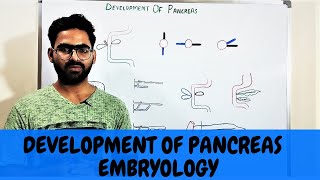 PANCREAS DEVELOPMENT EMBRYOLOGY  GIT EMBRYOLOGY 6 [upl. by Ahsieker701]