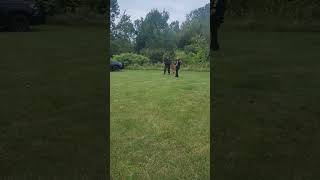 Police K9 training Grand Blanc Police Dept [upl. by Ambrosi]