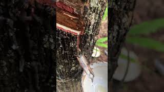 Extracting natural rubber from the rubber tree [upl. by Hake879]