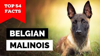 99 of Belgian Malinois Owners Dont Know This [upl. by Acirea]