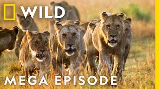 Worlds Deadliest MEGA EPISODE  Season 1 Full Episodes  Nat Geo Wild [upl. by Niras]