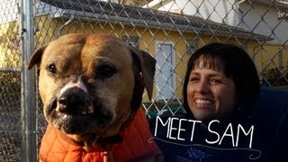 Bulletproof Sam Rescued From Dogfighting [upl. by Segroeg181]