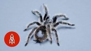 This Tarantula’s Curly Hair is a Weapon In Disguise [upl. by Vivle]